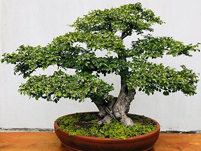 糖心VLGO短视频观察作品七